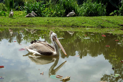 Ducks swimming in lake