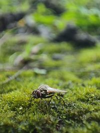 Close-up of insect on rock