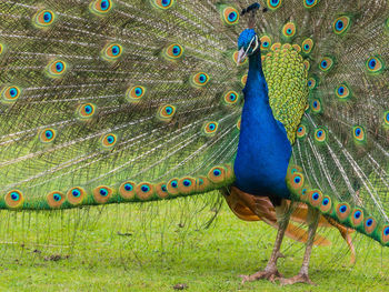 Close up of peacock feathers