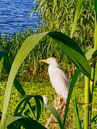 Bird perching on a plant