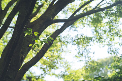 Low angle view of insect on tree