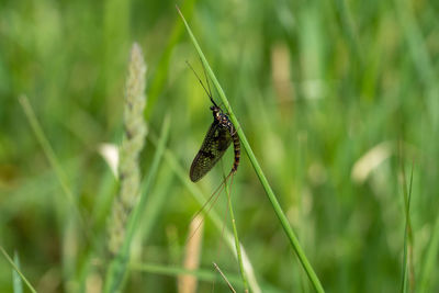 Close-up of butterfly on grass