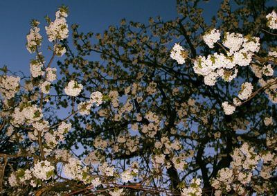 Low angle view of cherry blossoms in spring