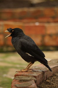 Close-up of bird perching on wood