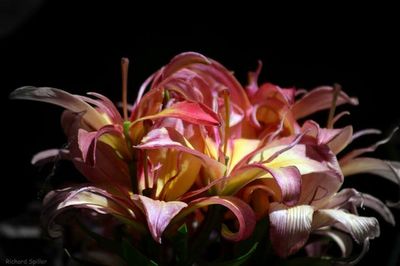 Close-up of flower over black background