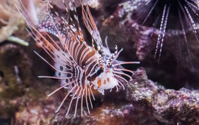 Close-up of coral in sea