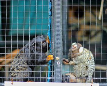 View of monkey in cage