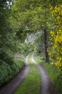 Road amidst trees