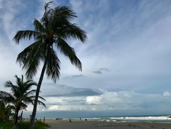 Palm tree by sea against sky