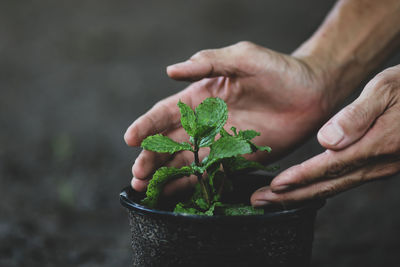 Midsection of person holding potted plant