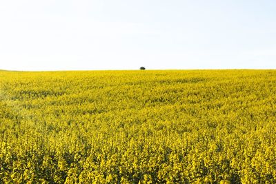 Scenic view of oilseed rape field against sky