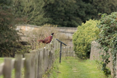 Pheasant on the fence