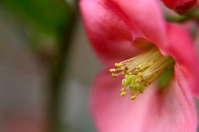 Close-up of red flower