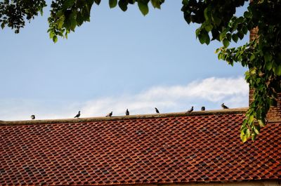 Flock of birds by building against sky