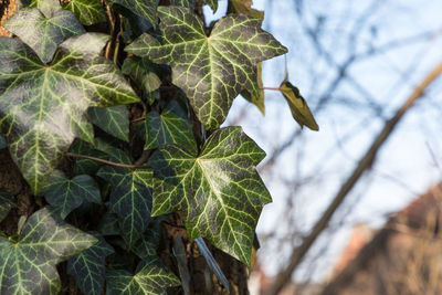 Close-up of leaves