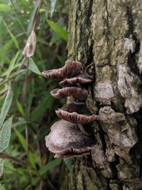 Close-up of mushroom growing on tree trunk