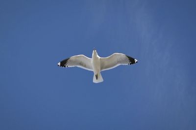 Low angle view of seagull flying