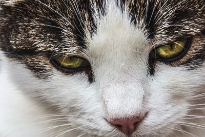 Close-up portrait of cat