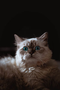 Close-up portrait of cat at home