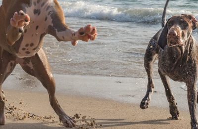 Close-up of dogs on beach