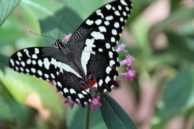 Close-up of butterfly on flower