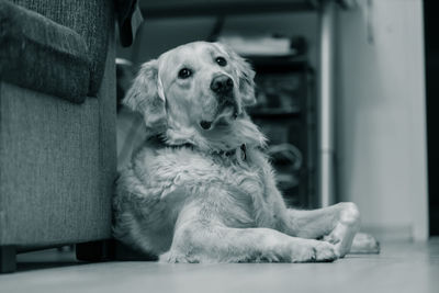 Portrait of dog sitting at home