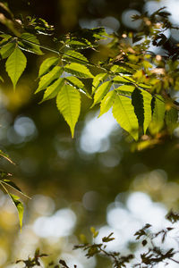 Close-up of leaves on tree