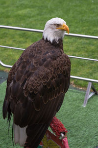 Close-up of eagle perching on grass