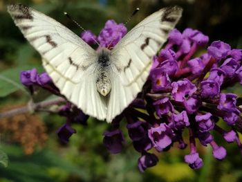 Close-up of butterfly pollinating on purple flower