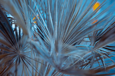 Full frame shot of dry plants