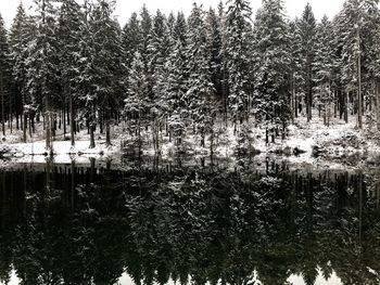 Scenic view of lake in forest