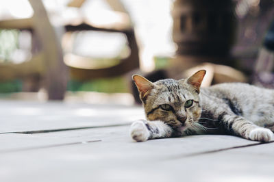 Cat lying down