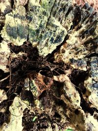 Full frame shot of tree trunk