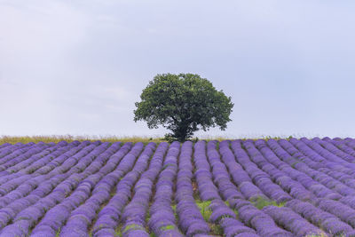 Scenic view of lavender growing on field against sky