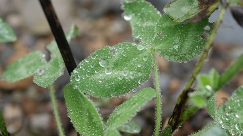 Close-up of raindrops on leaves