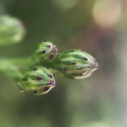 Close-up of green plant