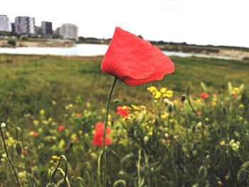 Close-up of red poppy flower on field