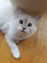 Portrait of cat on hardwood floor