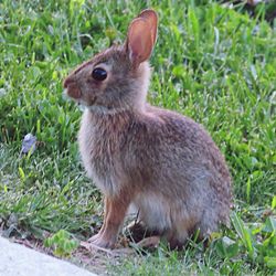 Close-up of rabbit on field