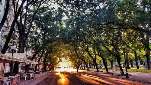 Road amidst trees against sky