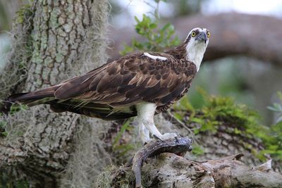 Close-up of bird perching on tree