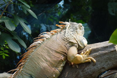 Close-up of a lizard on tree