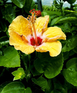 Close-up of yellow hibiscus blooming outdoors