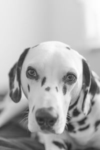 Close-up portrait of dog