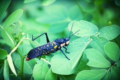 High angle view of black insect on leaf