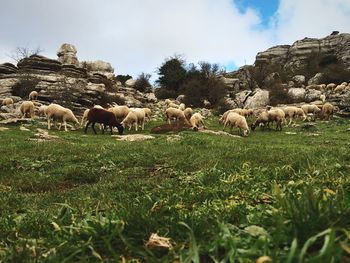 Cows grazing on grassy field