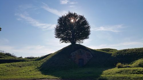 Tree on field against sky