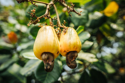 Close-up of fruit growing on tree