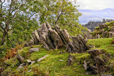 Trees on field against sky