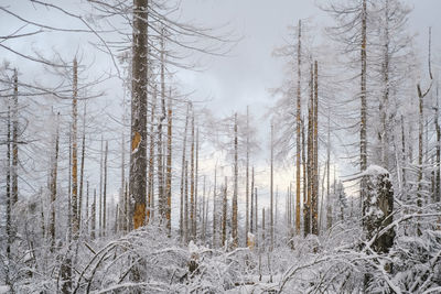 Trees in forest during winter